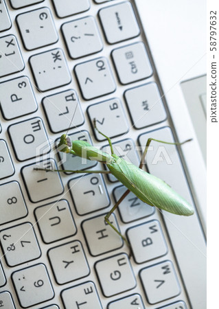 Computer bug metaphor, top view 58797632