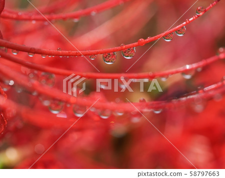 Higambuna Higambuna 58797663