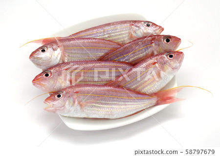 馬鮫魚 馬鮫魚 58797679