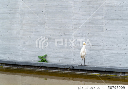 白鷺鷥與他的好朋友 58797909