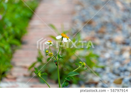 路邊的小花 58797914