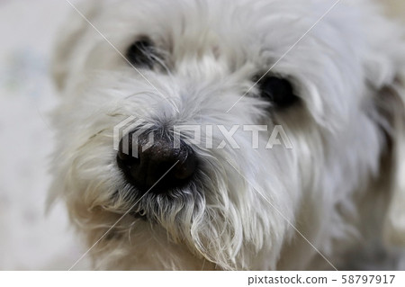 White dog-1 White dog-1 58797917
