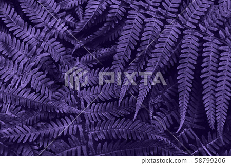 Perfect natural young fern leaves pattern background. Ultra Violet dark and moody backdrop for your Perfect natural young fern leaves pattern background. Ultra Violet dark and moody backdrop for your 58799206