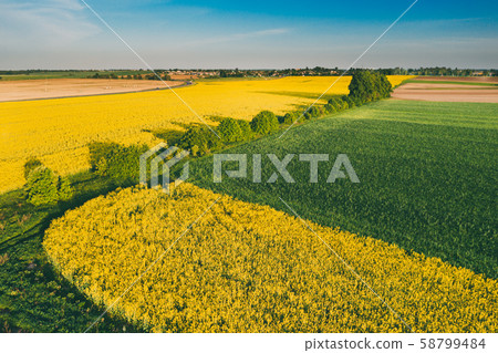 Natural Green Field With Trails Lines In Blooming Canola Yellow Flowers. Top View Of Rape Plant 58799484