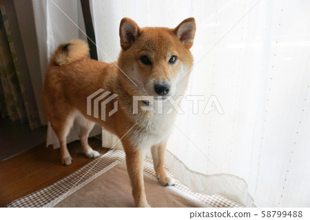 柴犬盯著相機 柴犬盯著相機 58799488