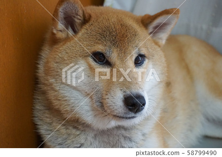柴犬盯著相機 58799490