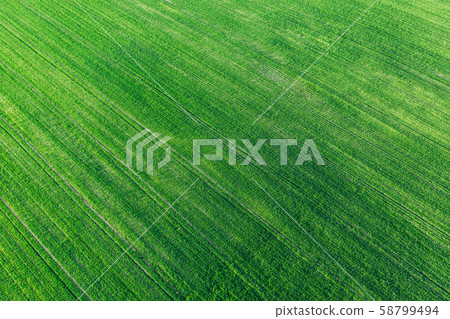 Aerial View Green Spring Field Landscape With Trails Lines. Flat View Of Natural Summer Green Meadow Aerial View Green Spring Field Landscape With Trails Lines. Flat View Of Natural Summer Green Meadow 58799494