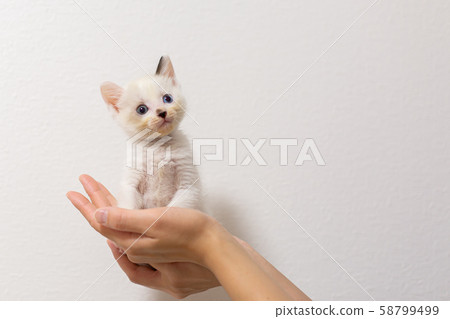 小貓4週齡受保護的貓 58799499