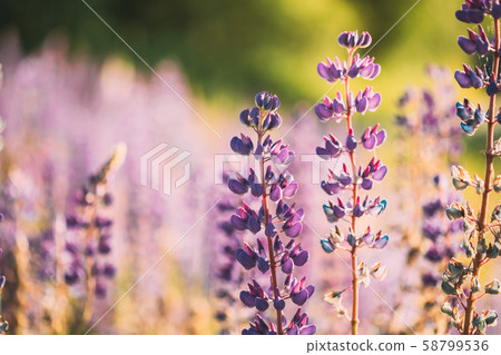Bush Of Wild Flowers Lupine In Summer Field Meadow At Sunset Sunrise. Lupinus, Commonly Known As Bush Of Wild Flowers Lupine In Summer Field Meadow At Sunset Sunrise. Lupinus, Commonly Known As 58799536