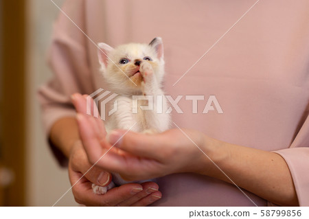 Kitten 4 weeks old Protected cat 58799856