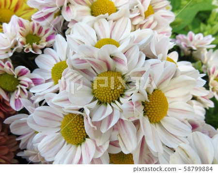 Spray mum Spray mum 58799884