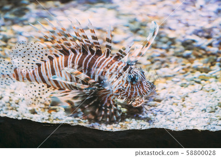 Red Lionfish Pterois Volitans Is Venomous Coral Reef Fish Swimming In Aquarium. One Of The Most 58800028