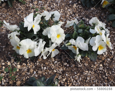 White flowers blooming in Japan White flowers blooming in Japan 58800288