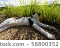Okinawa Cape Zanpa Cat 58800352
