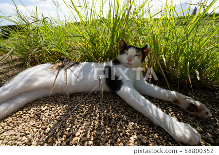 沖繩海角贊帕貓 58800352