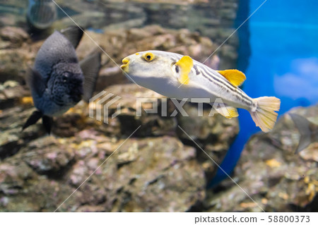 河豚在水族館 58800373