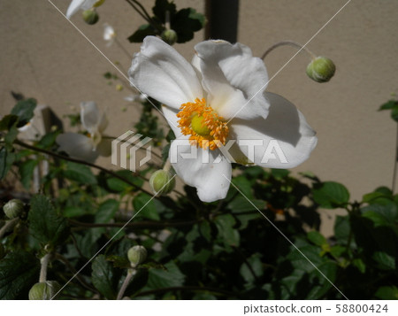 打破碗花花 打破碗花花 58800424