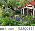 Hydrangea 58800454