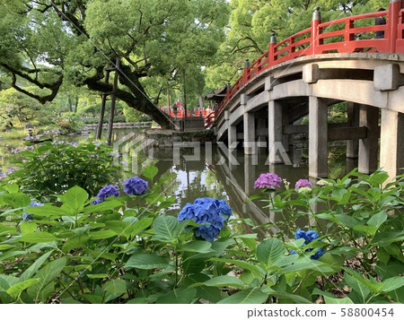 Hydrangea Hydrangea 58800454