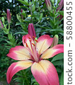 Lily 1 58800455