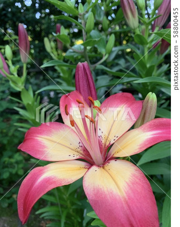 Lily 1 Lily 1 58800455