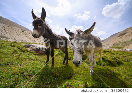 Wildlife donkeys in Himalaya 58800482