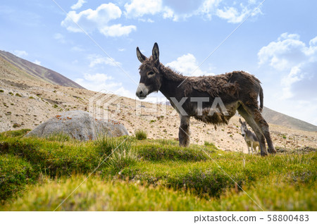Wildlife donkeys in Himalaya Wildlife donkeys in Himalaya 58800483