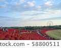 Kochia of Hitachi Beach Park 58800511