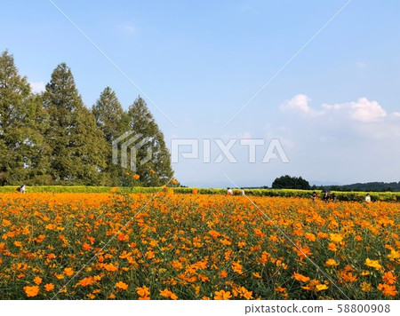 Cosmos field 9 58800908