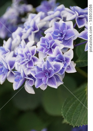 花萼繡球花 Konpeito 花這個詞是 獻身的愛 照片素材 圖片 圖庫
