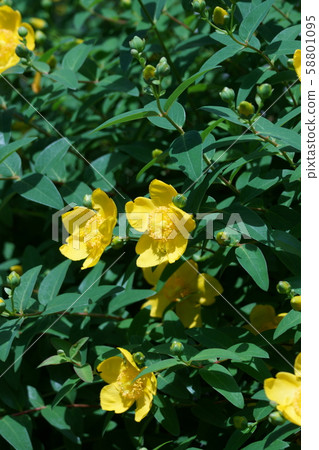 Owa Kintome Ume Hypericum Hide Coat Flower language is "Glitter" Owa Kintome Ume Hypericum Hide Coat Flower language is "Glitter" 58801095