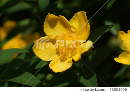 Owa Kintome Ume Hypericum Hide Coat Flower language is "Glitter" 58801096