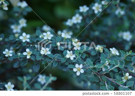 Cotoneaster Hana language is "Unchanging love" Cotoneaster Hana language is "Unchanging love" 58801107