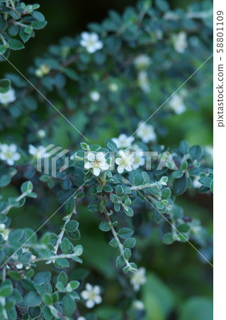 枸子哈納語是“不變的愛” 枸子哈納語是“不變的愛” 58801109