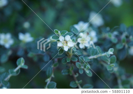 Cotoneaster Hana language is "Unchanging love" 58801110