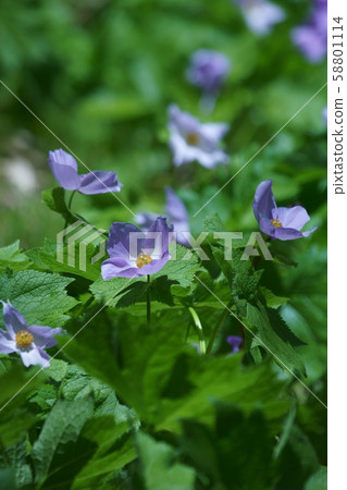 Atsushi Shirane Shiraneoi花語是“恩典” 58801114