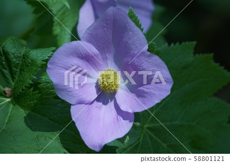 Atsushi Shirane Shiraneoi Flower language is "grace" Atsushi Shirane Shiraneoi Flower language is "grace" 58801121