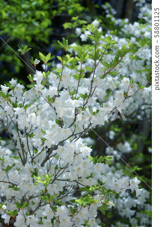 Shirahachio Shiroyashio是愛的喜悅 Shirahachio Shiroyashio是愛的喜悅 58801125