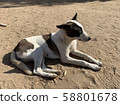Egyptian dog 1 58801678