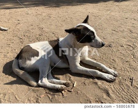 Egyptian dog 1 Egyptian dog 1 58801678