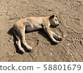 Egyptian dog 2 58801679