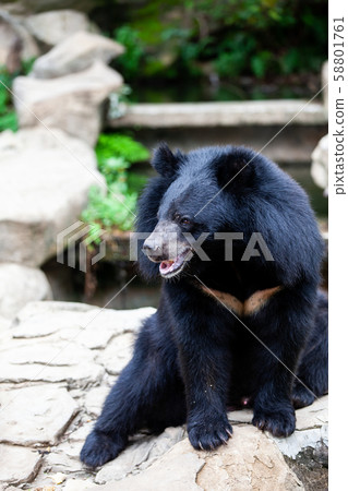 Asian great black bear. Danger, mammal. 58801761