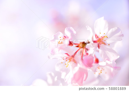 櫻花 櫻花 58801889