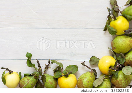Fresh organic yellow apples and green pears Fresh organic yellow apples and green pears 58802288