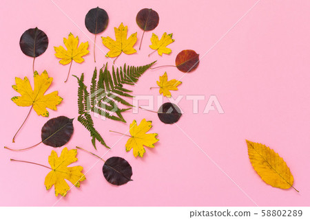 Fallen leaves on pink background Fallen leaves on pink background 58802289