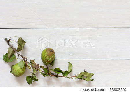 Fresh organic green pears with leaves 58802292