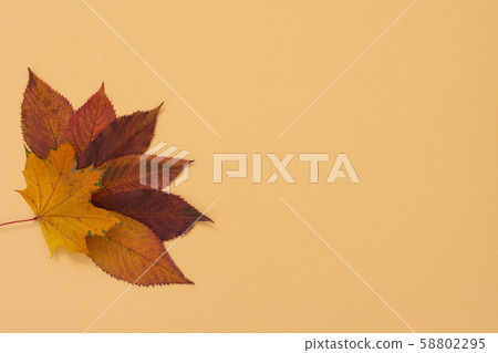 Fallen leaves of trees on yellow background Fallen leaves of trees on yellow background 58802295