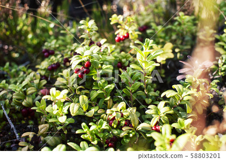 wild lingonberry in nature wild forrest closeup 58803201