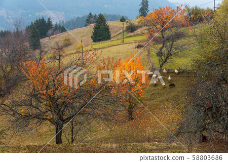 Flock of sheep in autumn nature. 58803686