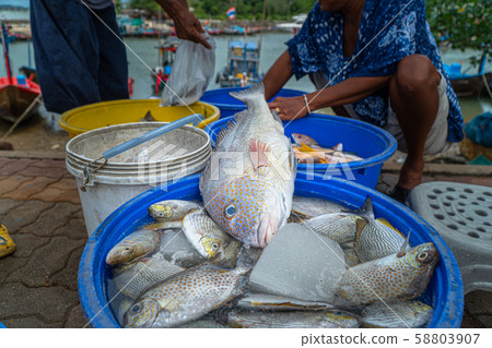 several kind fresh fishes from fishing boat 58803907